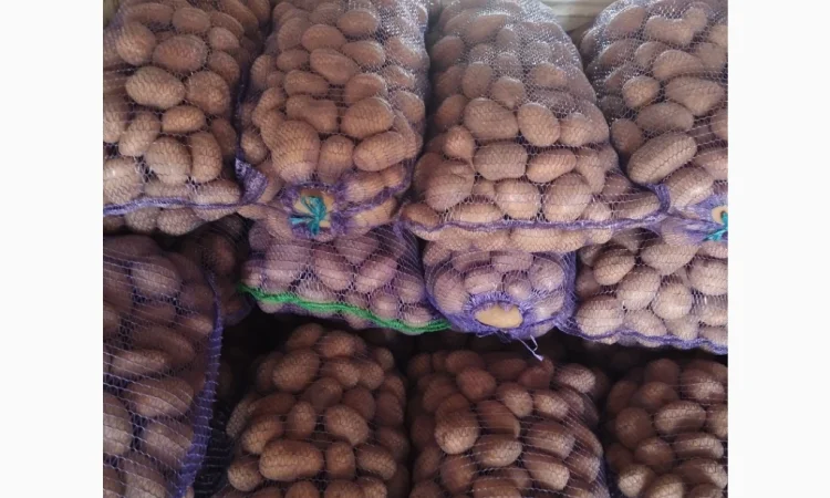 Пропонується товарна та посадкова картопля - фото № 1