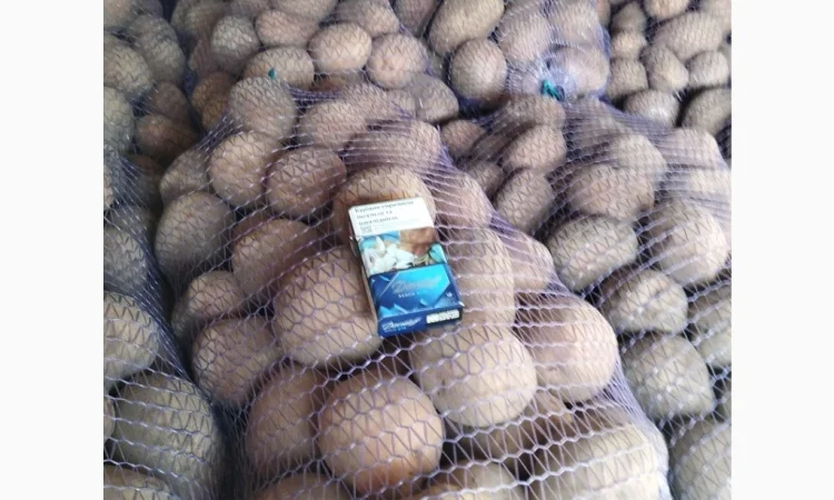 Пропонується товарна та посадкова картопля - фото № 2