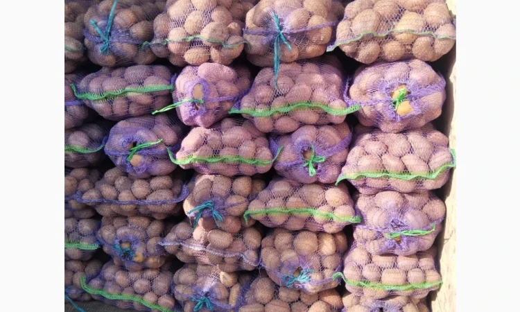 Пропонується товарна та посадкова картопля - фото № 3