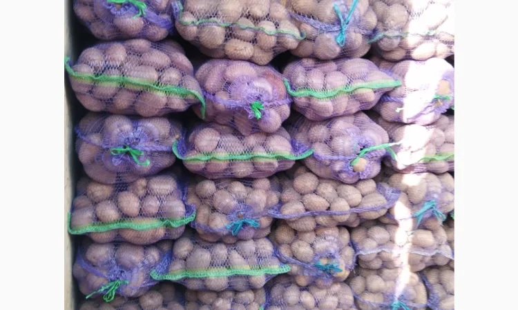 Пропонується товарна та посадкова картопля - фото № 4