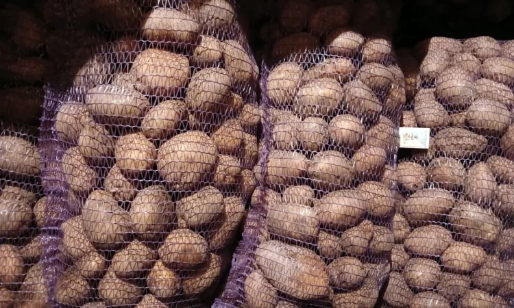 Продается качественная товарная картошка - фото № 1