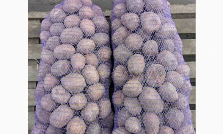 Продается товарная картошка сорта Белароза - фото № 1