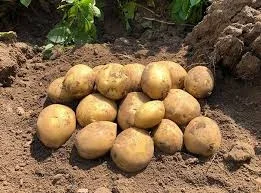 Срочно продается крупный домашний картофель - фото № 1
