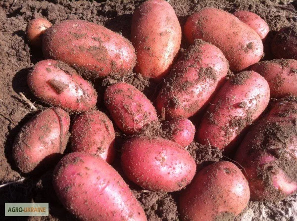 Продается репродуктивное семенное картофель Рів'єра и Белла роса - фото № 1