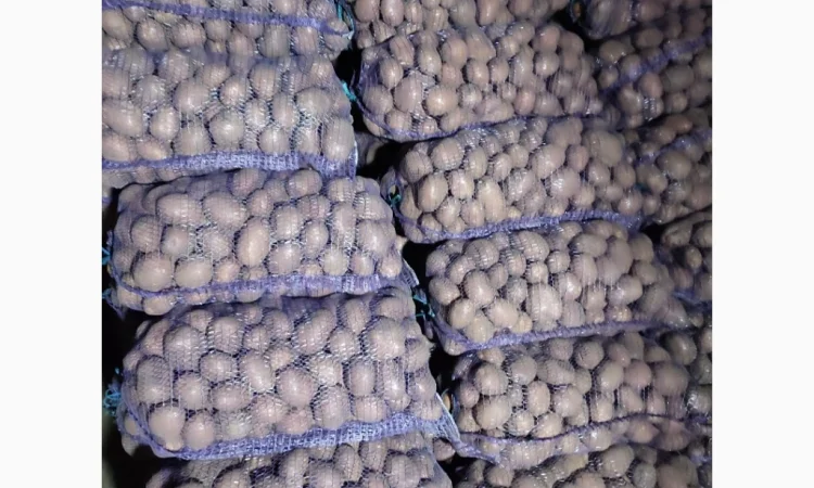 Пропонується товарна та посадкова картопля сорту Біла Роса - фото № 2