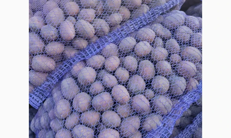 Пропонується товарна та посадкова картопля сорту Біла Роса - фото № 3