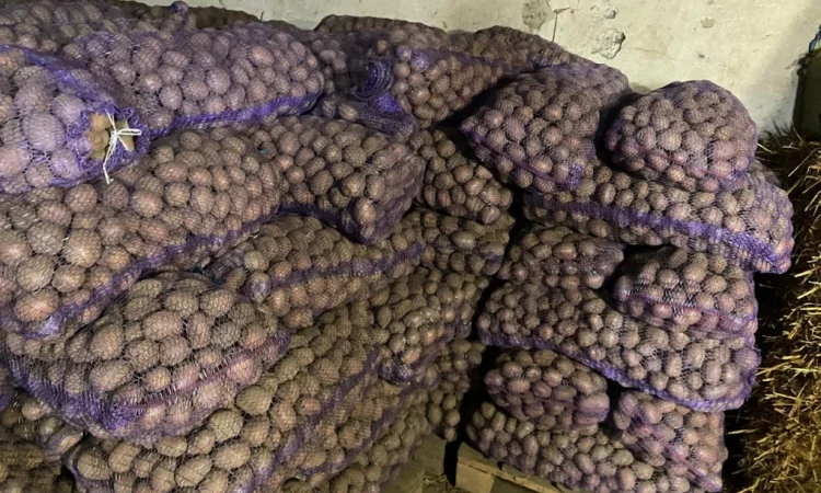 Продовольча картопля сорту Беллароза - фото № 1