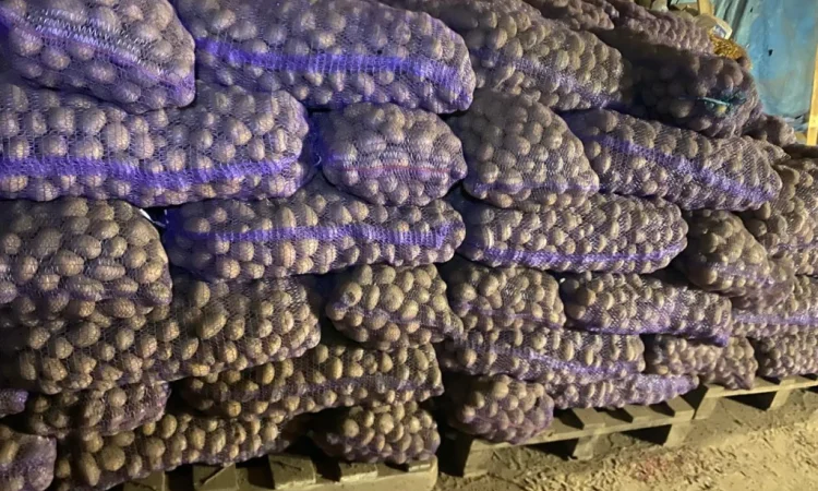 Насіннєва картопля Рів'єра та Беллароза - фото № 1