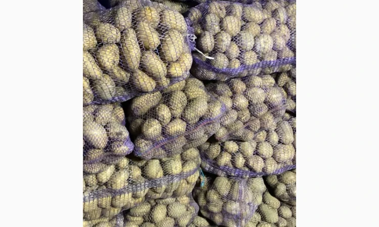 Продается мелкий картофель сортов Беллароза и Ривьера - фото № 1