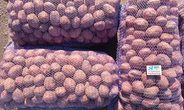 Продается насиннєва картопля четвертой репродукции - фото № 1