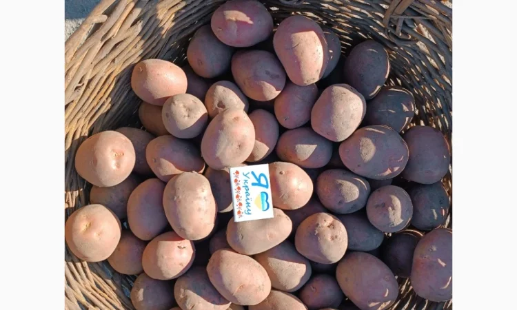 Продается насиннєва картопля четвертой репродукции - фото № 2