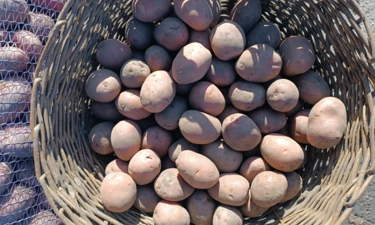 Продается насиннєва картопля четвертой репродукции - фото № 3