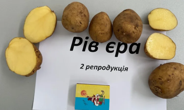 Насіння картоплі сорту Рів'єра у продажу - фото № 1