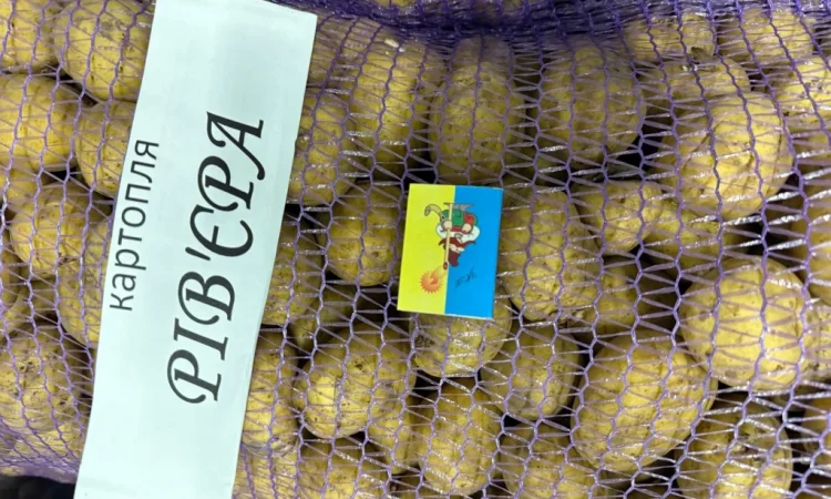 Насіння картоплі сорту Рів'єра у продажу - фото № 2
