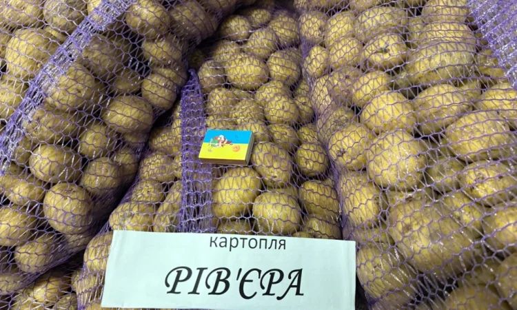 Насіння картоплі сорту Рів'єра у продажу - фото № 3