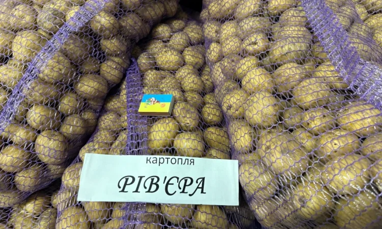 Насіння картоплі сорту Рів'єра у продажу - фото № 4