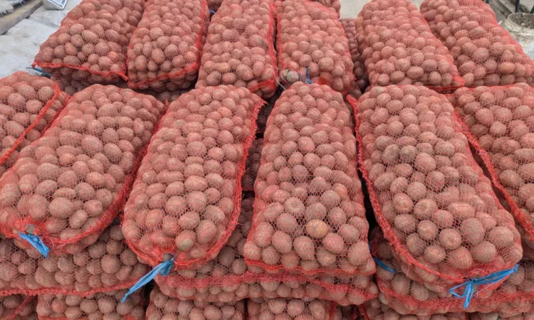 Продается семенная картошка сорта Белароза - фото № 1