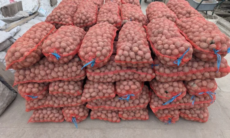 Продается семенная картошка сорта Белароза - фото № 2