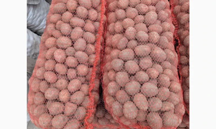 Продается семенная картошка сорта Белароза - фото № 3