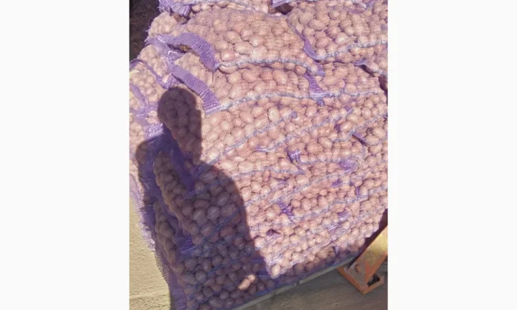 Пропонується насіння картоплі - фото № 1