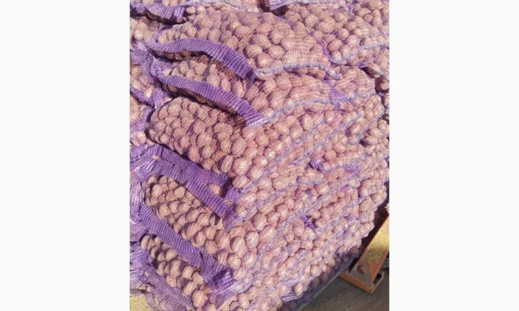 Пропонується насіння картоплі - фото № 2