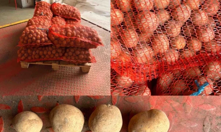 Пропоную насіннєву картоплю сорт Сіфра оптом від 10 тонн - фото № 1