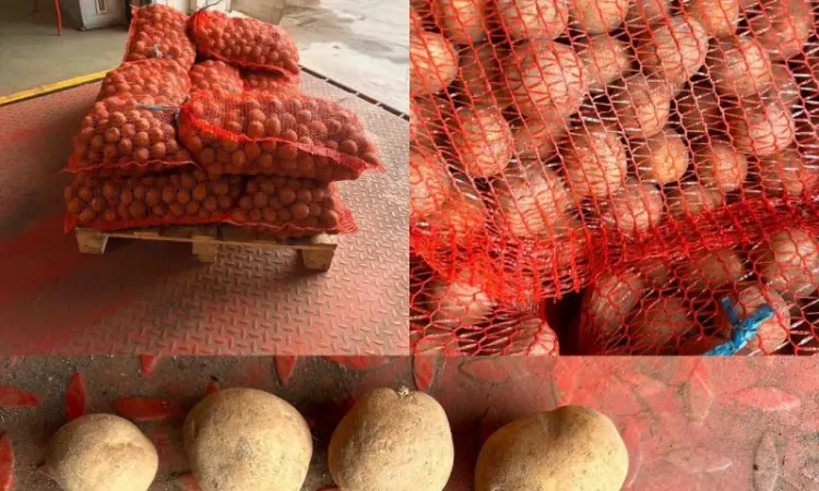 Продам насіннєву картоплю сорт Сіфра оптом від 10 тонн - фото № 1