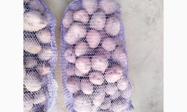 Продается товарная картошка сорта Белла Роса - фото № 1