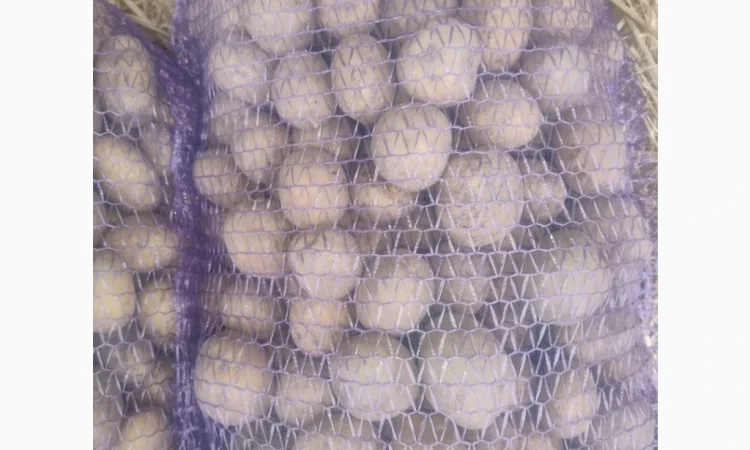 Продается семенной картофель - фото № 1