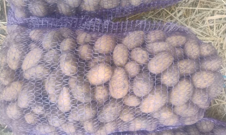 Продается семенной картофель - фото № 2