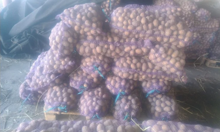 Продается семенной картофель - фото № 4