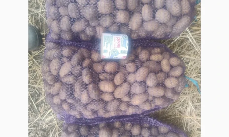 Продается семенной картофель - фото № 6