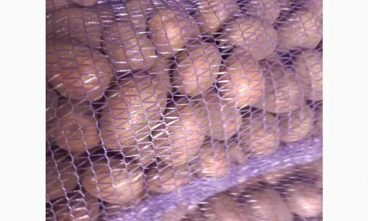 Пропонується насіннева картопля сорту Беллароза - фото № 1