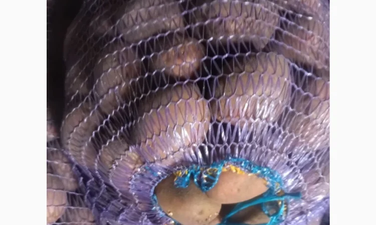 Продается товарная картошка сорта Беларосса - фото № 1