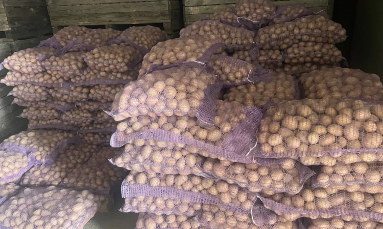 Продается посадочный картофель Констанс - фото № 1