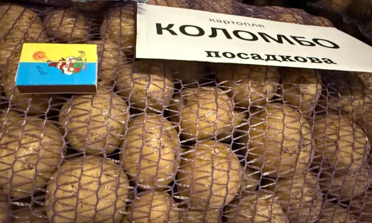 Насіння картоплі сорту Коломбо – продаж - фото № 1