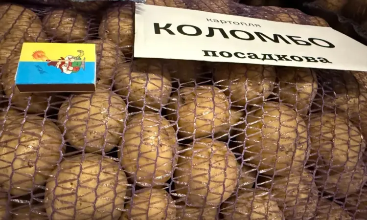 Насіння картоплі сорту Коломбо - фото № 1