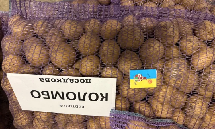 Насіння картоплі сорту Коломбо – продаж - фото № 2