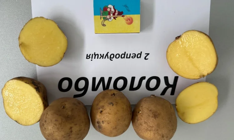 Насіння картоплі сорту Коломбо – продаж - фото № 3