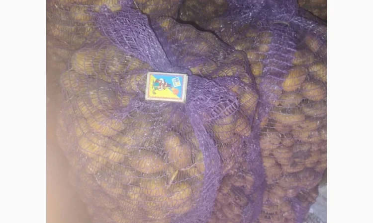 Продается семенной картофель сорта Гранада и Королева Анна - фото № 2