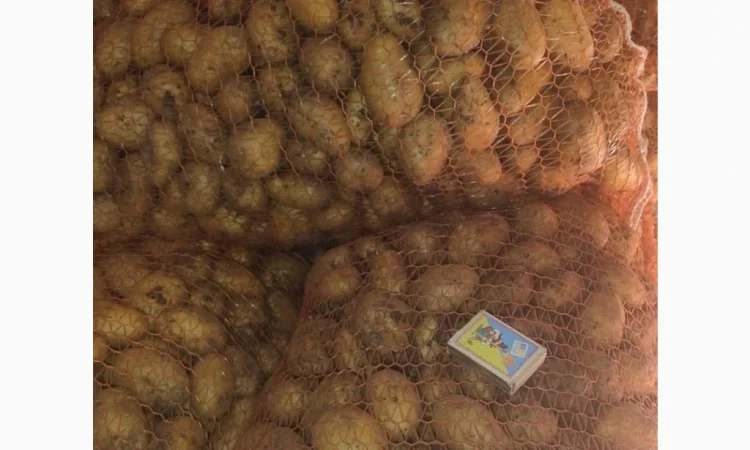 Продается семенной картофель сорта Гранада и Королева Анна - фото № 3