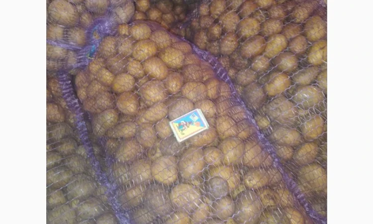 Продается семенной картофель сорта Гранада и Королева Анна - фото № 4