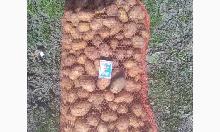 Продается семенной картофель сорта Гранада и Королева Анна - фото № 5