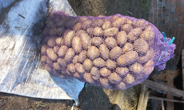 Насиннёвый картофель суперраннего сорта Прада - фото № 1