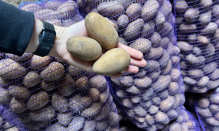 Продается картофель сорт Аризона - фото № 1