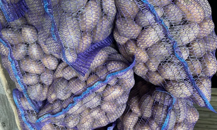 Продается картофель сорт Аризона - фото № 2