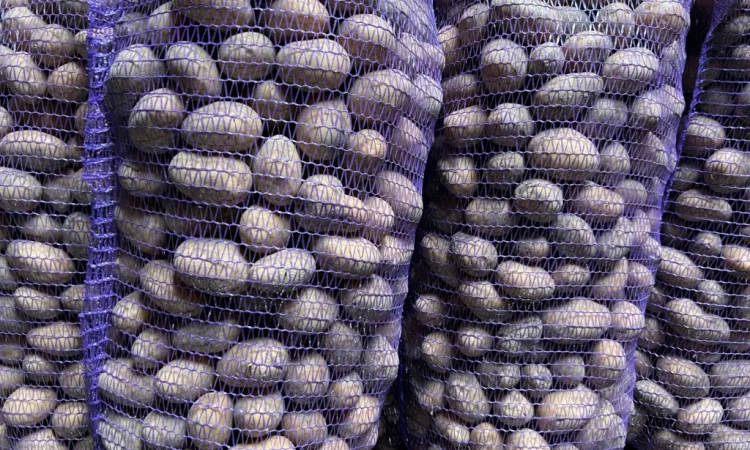 Продается картофель сорт Аризона - фото № 3