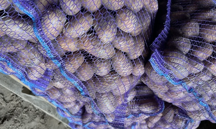 Продается картофель сорт Аризона - фото № 5