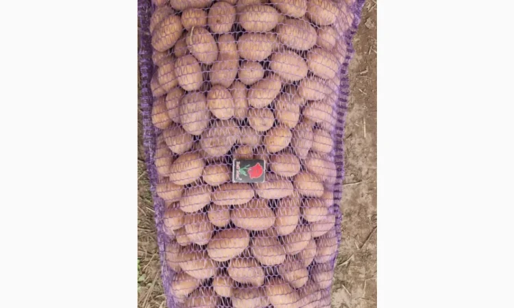 Продается насинневая картошка Королева Анна - фото № 1