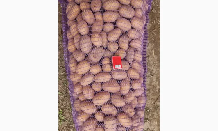 Продается насинневая картошка Королева Анна - фото № 2
